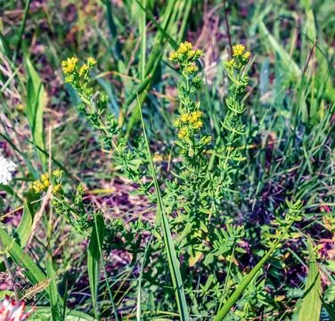 Hypericum perforatum PERFORATE ST JOHN'S-WORT plant with yellow flowers Stock Photos