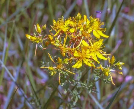Hypericum perforatum PERFORATE ST JOHN'S-WORT plant with yellow flowers Fotos de archivo