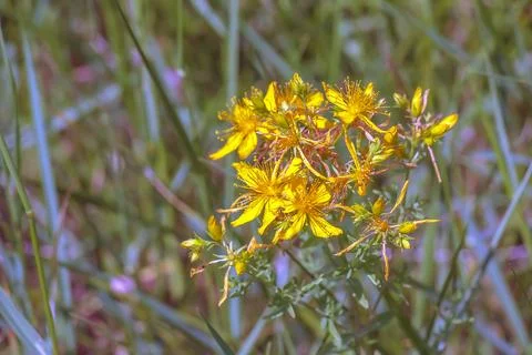 Hypericum perforatum PERFORATE ST JOHN'S-WORT plant with yellow flowers Stock Photos