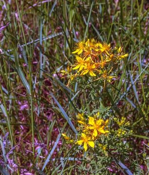 Hypericum perforatum PERFORATE ST JOHN'S-WORT plant with yellow flowers Stock Photos