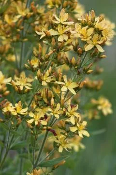 Hypericum perforatum 스톡 사진