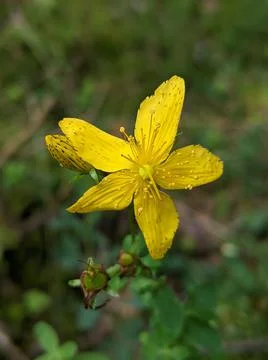 Hypericum perforatum Stock Photos