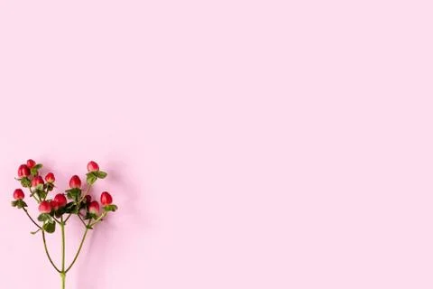 Hypericum perforatum, Red St. John's wort on a pink background, banner, postcard Stock Photos