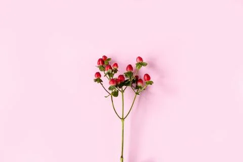 Hypericum perforatum, Red St. John's wort on a pink background, banner, postcard Stock Photos