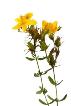 Hypericum perforatum, st john's wort flower on white Stock Photos