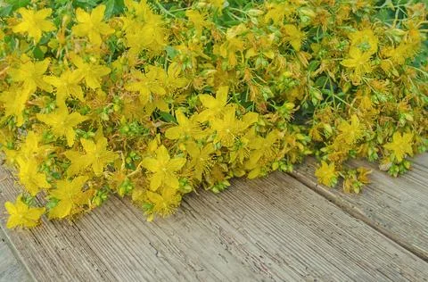 Hypericum perforatum on a wooden table Fotos de archivo
