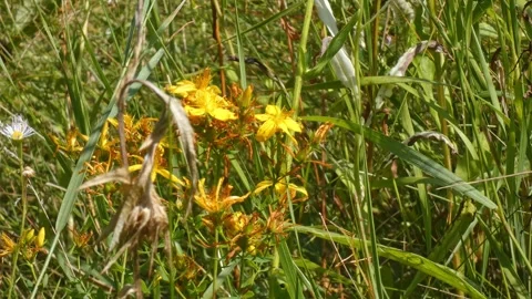 Hypericum perforatum yellow St Johns wort flowers in wild grass Stock Footage 341350228