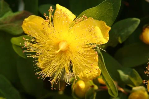 Hypericum Foto stock