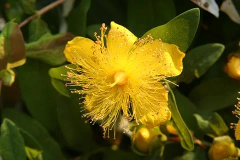 Hypericum Stock Photos