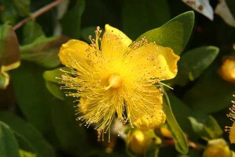 Hypericum Foto stock