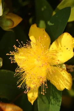 Hypericum Stock Photos