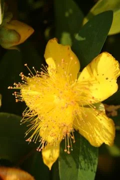 Hypericum Foto stock