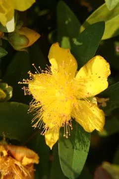 Hypericum Stock-Fotos
