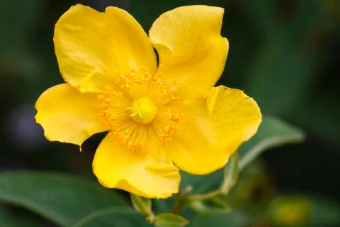 Hypericum Foto stock