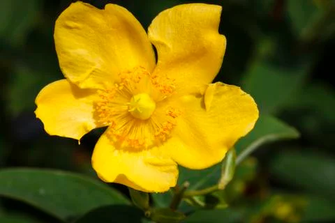 Hypericum Stock Photos