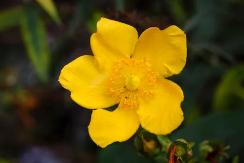 Hypericum Stock Photos