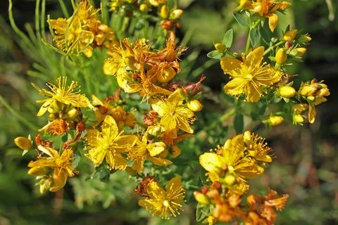 Hypericum Stock Photos