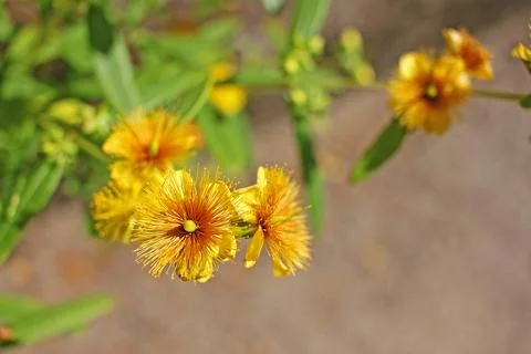 Hypericum prolificum Stock Photos