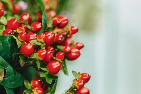 Hypericum on simple dark background Stock Photos