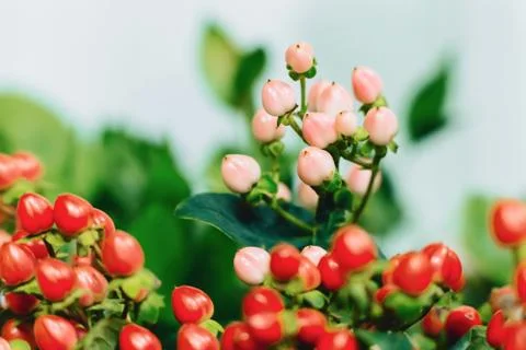 Hypericum on simple dark background Foto stock