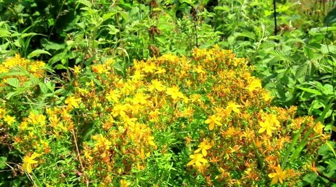 Hypericum (St. John's wort, tutsan) Stock Footage 52517268