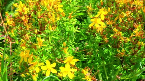 Hypericum (St. John's wort, tutsan) Stock Footage 52517708