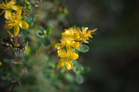 Hypericum, tutsan, st. john worth on a green background close up. Stock Photos