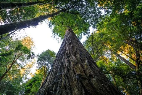 Hyperion Tree, the Tallest Tree in the World, Redwoods National and State Parks Stock-Fotos