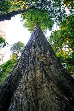 Hyperion Tree, the Tallest Tree in the World, Redwoods National and State Parks Stock Photos