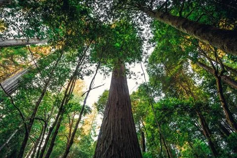 Hyperion Tree, the Tallest Tree in the World, Redwoods National and State Parks Stock Photos