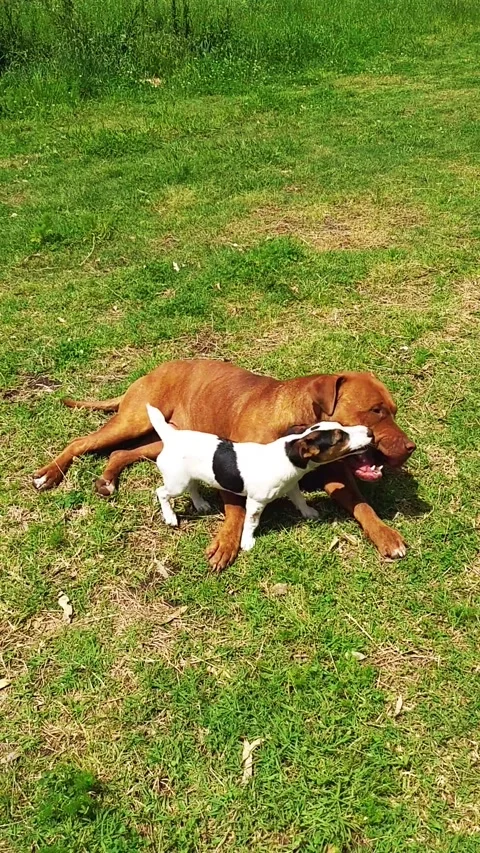 Hyperkinetic jack russell puppy playing with adult dogo de burdeos 3 Stock Footage 247201714