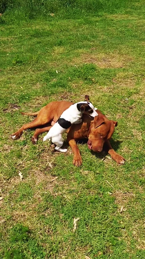 Hyperkinetic jack russell puppy playing with adult dogo de burdeos 2 Stock Footage 247201748
