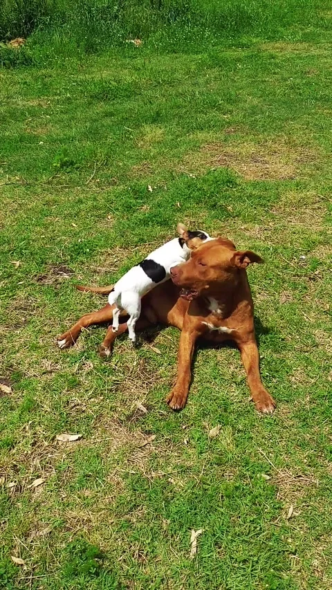 Hyperkinetic jack russell puppy playing with adult dogo de burdeos 1 Stock Footage 247201762