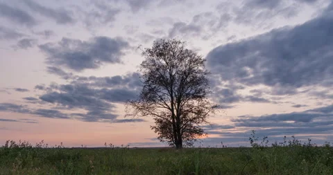 Hyperlapse around a lonely tree in a field during sunset, beautiful time lapse Stock Footage 140139147