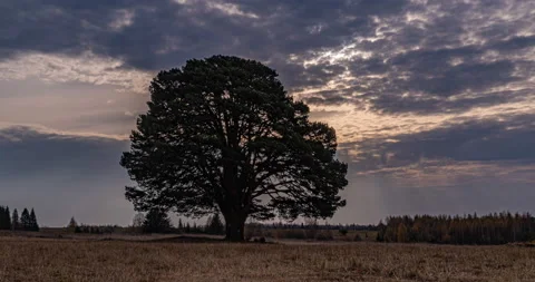Hyperlapse around a lonely tree in a field during sunset, beautiful time lapse Stock Footage 144029444
