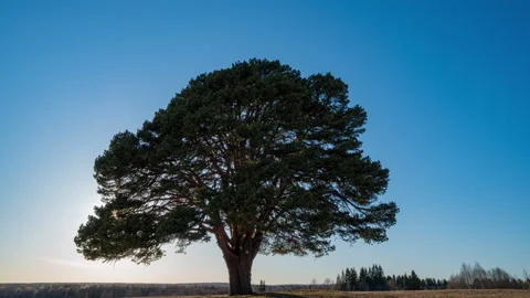 Hyperlapse beautiful sunrise on the background of a pine tree in a field, time Stock-Footage 153441277
