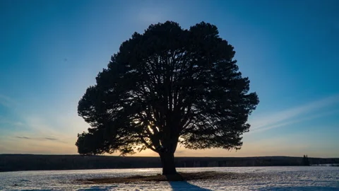 Hyperlapse beautiful sunset on the background of a lonely pine tree in a field Stock Footage 152520754