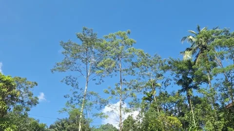 Hyperlapse of Blue Sky and Trees Stock Footage 320921400