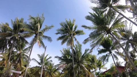 Hyperlapse of coconut palm tree windy on clear blue sky Stock Footage 114983640