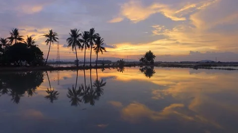 Hyperlapse coconut trees at countryside. Stock Footage 88277318