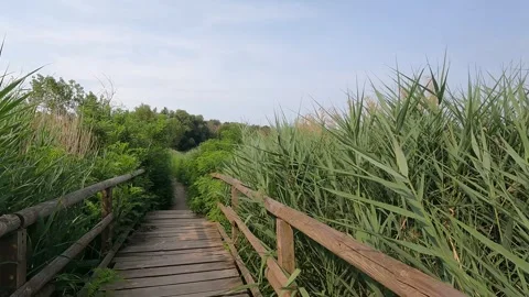 Hyperlapse: crossing the Sebino Peat Bogs Vídeo Stock 245749666