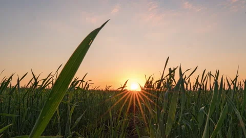 Hyperlapse of dawn in a field squaz grass stalks, time lapse beautiful summer Stock Footage 156001647