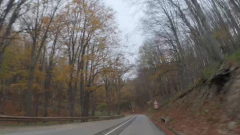 Hyperlapse driving on a road in a colorful moody forest 4k Stock Footage 123407548