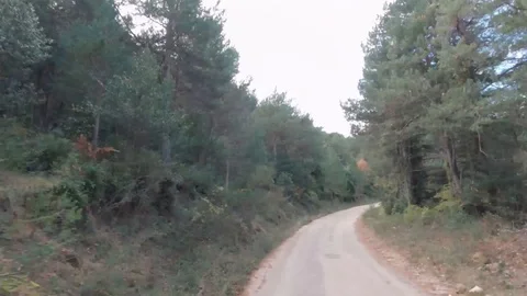 Hyperlapse driving through pine tree forest Stock Footage 123358473