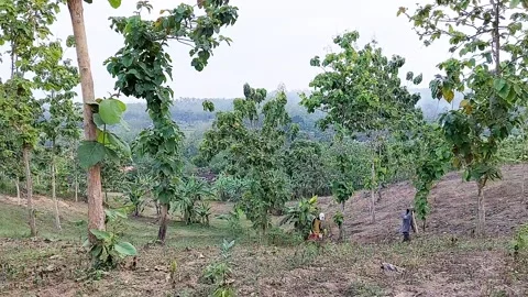 Hyperlapse of Farmer Planting Corn in Field Stock Footage 237706238