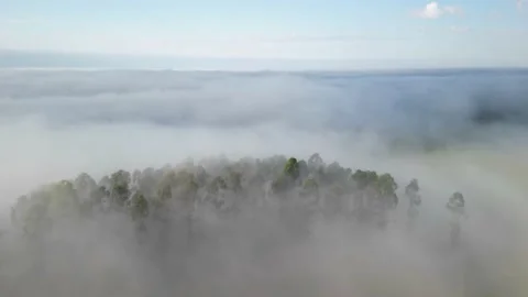 Hyperlapse flying above dense fog surrounding eucalyptus forest. Stock Footage 234637363