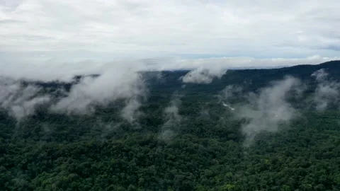 Hyperlapse flying over the green tree crown of tropical rainforest while the Stock Footage 142748048