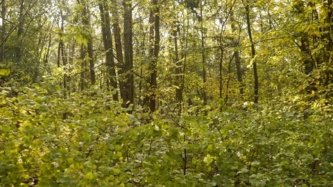 Hyperlapse of a forest in autumn Vidéo 90553889