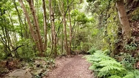 Hyperlapse of the forest of Los Tilos, a hiking path in volcanic landscape Video stock 126789156