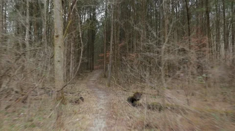 Hyperlapse Forest Mammoth Cave National Park Stock Footage 58808681